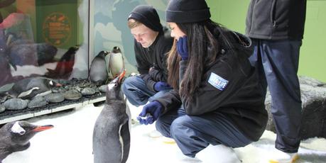Aubin Dierick and bird handler Brianna Smith say gidday to a gentoo at Kelly Tarlton's new Penguins on Ice experience. Photo / Supplied