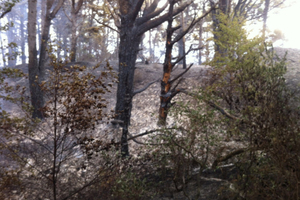 Fire ravaged bush on Great Barrier Island Friday after bush fires had swept through parts of the Island. Photo / Glyn Walters of Auckland City Council.