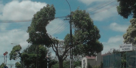 Sue Wallace spotted Auckland Council's creative pruning to avoid power lines on Tripoli Rd, Panmure. Photo/Supplied