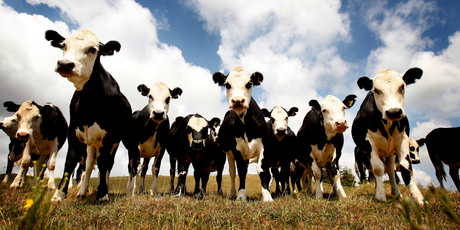 The Farmlands - CRT merger will have a customer base of more than 54,000 members. Photo / Christine Cornege