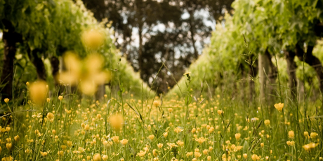 Celebrate riesling this summer. Photo / NZH