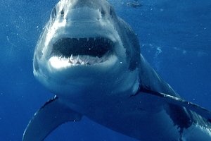 Many shark attacks involve no injuries to people say researchers who want to reclassify the way these encounters are reported. Photo / AP