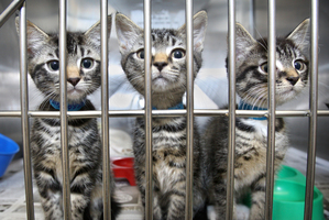 The SPCA could do with help in its de-sexing cats programme to free up funds for bird rescue. Photo / Natalie Slade