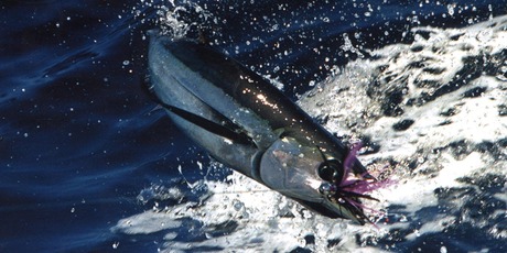 Sealord have signed an international environment pledge with the aim of seeing non-tuna bycatch drastically reduced by 2015. Photo / APN