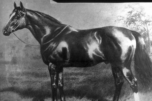 Carbine, one of New Zealand's finest stallions. Photo / File