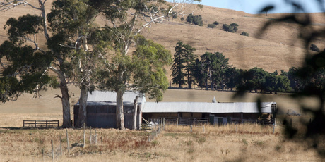 Farmers are being forced to buy in supplementary feed and offload stock as their land dries out, and Federated Farmers says that will hit the bank balance. Photo / APN