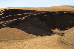 A lack of wind enabled three helicopters and fire crews to contain a Te Hauke grass fire on Monday. Photo / Duncan Brown