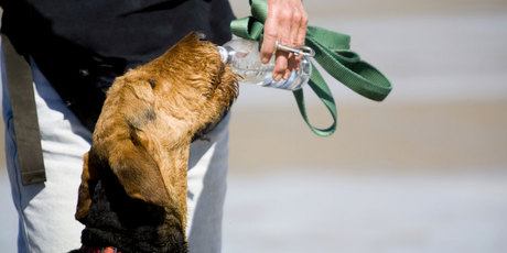 A new brand of bottled water for dogs will come in four flavours; NZ beef, free range chicken, fresh mint and peanut butter. Photo / Thinkstock