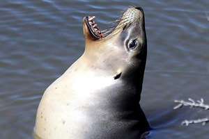 Gem, the sea lion, in the Tomahawk Lagoon. Photo / Peter McIntosh