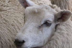 A lamb missing the crucial top-knot, the centre of the World Shearing Records Society judges' decision. Photo / Supplied