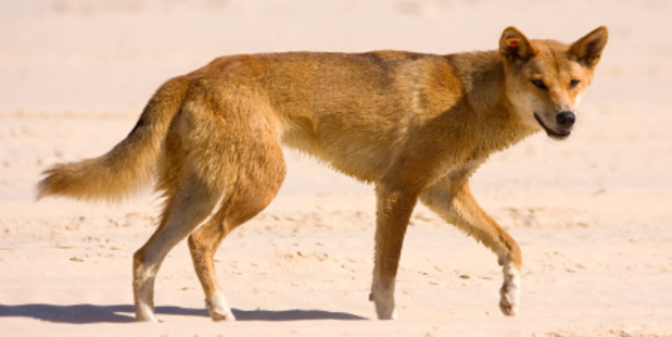 Photo / Thinkstock