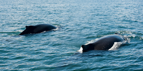 Humpback whales in Skjalfandi Bay. Photo / Thinkstock