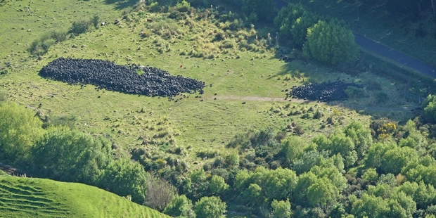 An aerial view of the Brunswick Road tyre dump. Photo/File