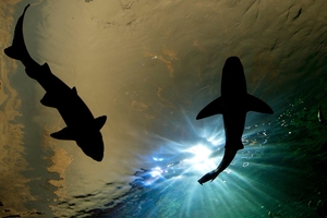 Western Australia proposes paying professional shark hunters to patrol its coastline. Photo / AP