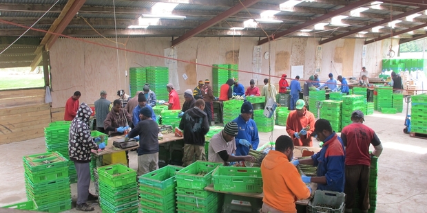 The Ni-Vanuatu workers sing in the local church while working the 14-week asparagus season in the Kawhatau Valley, near Mangaweka.