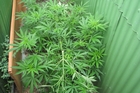 BLOOM: Police want the public's help in stamping out cannabis cultivation, which will have benefited from a warm winter. BLOOM: Police want the public's help in stamping out cannabis cultivation, which will have benefited from a warm winter.