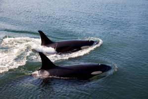 Photo / Thinkstock