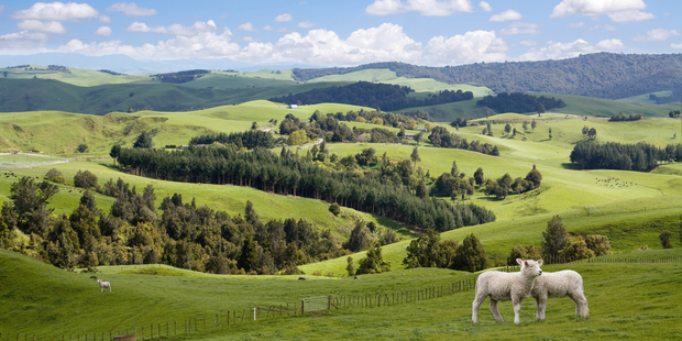 The spring 2013 lamb crop was estimated to be down 7.7 per cent, or 2.1 million lambs, reflecting the severity of the widespread drought last summer and autumn. Photo / Getty Images