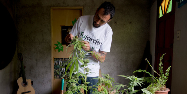Marcelo Vazquez, a marijuana grower on the outskirts of Montevideo, Uruguay. Photo / AP