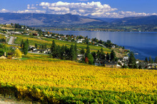 Yellow and green leaves of the vineyards on Okanagan lake near Westbank in the Thompson Okanagan region of British Columbia, Canada.