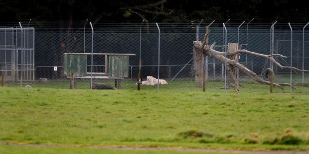 White tigers are visible roaming about in Zion Wildlife Gardens, just outside Whangarei. Photo / APN