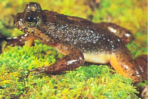 An extinct frog is being brought back to life.