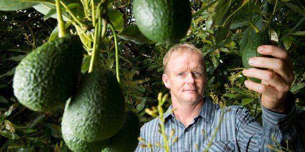 Wayne Reed pictured examining the crop in amongst his organic avocado orchard near Katikati in the Bay of Plenty. Mr Reed is now supplying an Auckland supermarket directly with organic avocados he pic