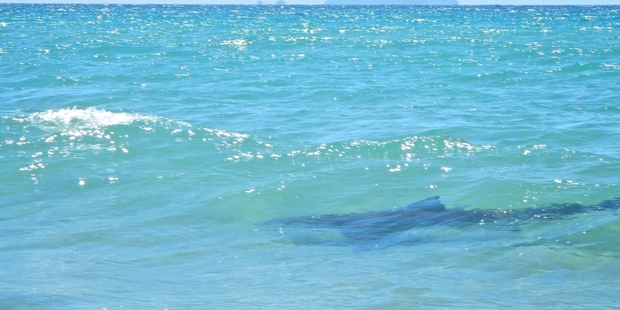 The dark shape photographed by Aryan McKay at Ruakaka Beach. Photo/Aryan McKay