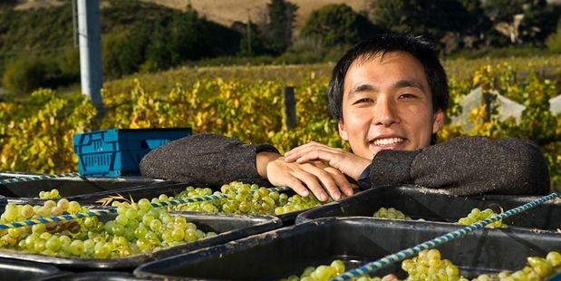 Japanese grape grower Takaki Okada is forging ahead with his wine brand Folium. Below, tiny grape flowers can be dislodged by wind, rain or cold snaps.