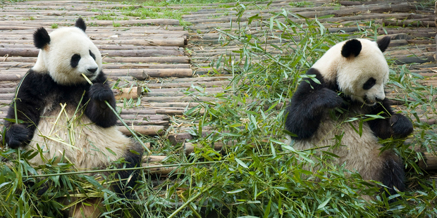 The Chengdu research base's pandas attract around 2.5m tourists a year. Photo / Thinkstock