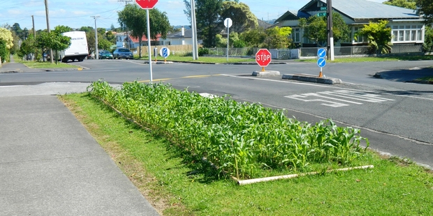 Revolt! "In Pt Chevalier someone is saying to Auckland City that they are happy to look after the berm but on their terms ... with a corn patch. Good on them," says Paul France.