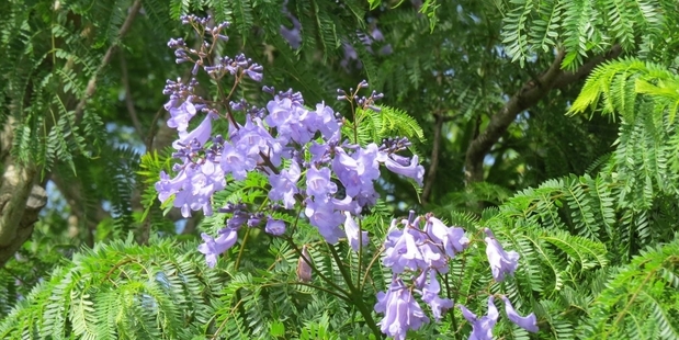 The blessing tree arborists and green fingered gurus call jacaranda.Photo/File