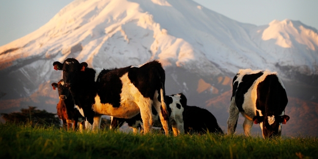 Dairying, reinforced by sheep and beef, led the surge in agricultural activity. Photo / NZ Herald