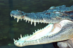 The man received a citation for illegally capturing and trying to sell the alligator. Photo / Thinkstock