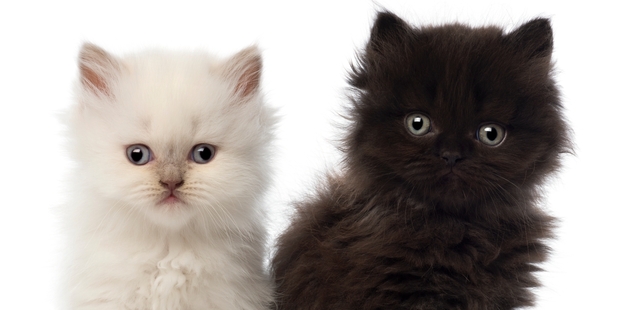 A pragmatic approach recognises that the colour of the cat doesn't matter, but whether it catches mice. Photo / Getty Images
