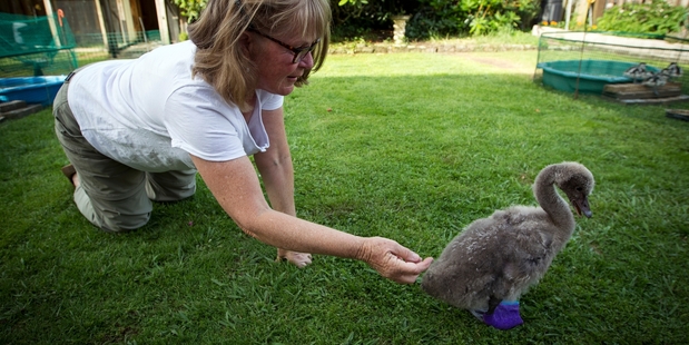 Carol Harwood and Ziggy Stardust, a young black swan ready to rock out with his sock on. Photo / Michael Craig