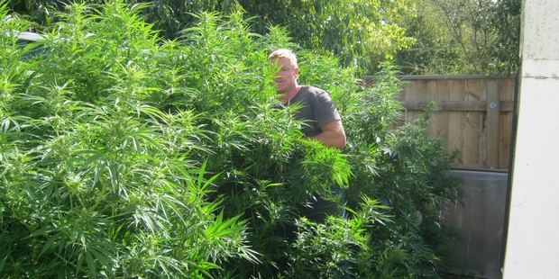 THE PLOT THICKENS: Detective Senior Sergeant Mike Foster with cannabis plants uncovered at the back of a Central Hawke's Bay property last summer. PHOTO/SUPPLIED
