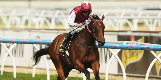Sydney trainer John O'Shea will be looking forward to training horses the calibre of Guelph (left) for Darley. Photo / Getty Images