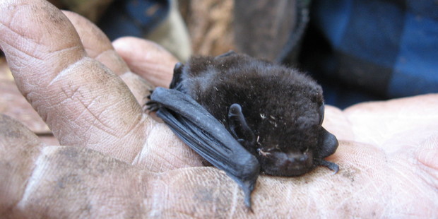 Go on an Auckland bat walk. Photo: Gerard Kelly.
