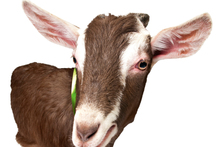 Give a goat this Christmas.
Photo / Oxfam