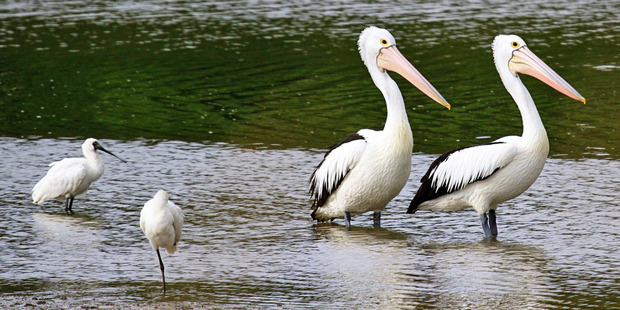 Pelicans on the Patea River last Thursday. PHOTO/SUZI HURLEY
