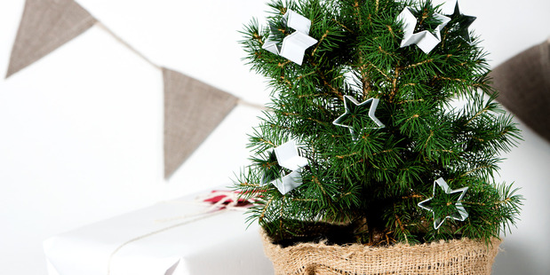 Viva Christmas gift guide. Photo / Babiche Martens.