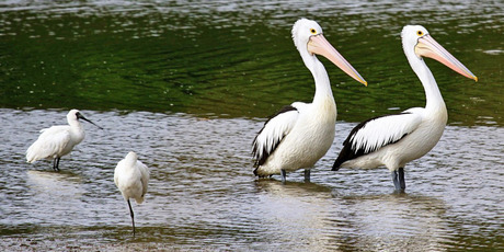 Pelicans on the Patea River. Photo/Suzi Hurley