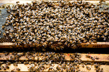 Beekeeper Kim Kneijber tends to the bees kept on top of the Town Hall. Photo / Babiche Martens.