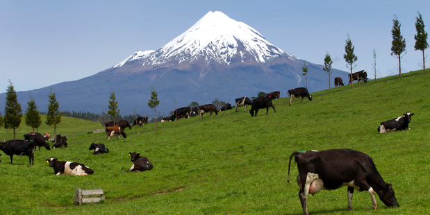 Mt Taranaki looms behind dairy cows grazing in a paddock near Inglewood, Taranaki. Photograph by Mark Mitchell