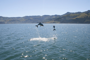 Hectors dolphins at Akaroa Harbour.