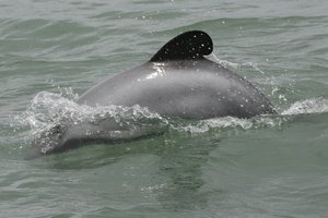 Maui's dolphin. File photo / Glenn Jeffrey