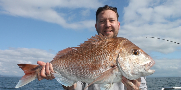A large snapper from the Hauraki Gulf.