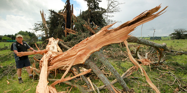 Kerry Cheer stands on the tree that exploded on his Central Hawke's Bay property at the weekend. Photo/Warren Buckland.