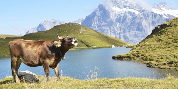 A cow in the Swiss Alps, not in Sweden.